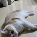 스타골프연습장 | 서울 경기 근처 골프연습장 추천 위례신도시 밀리토피아 골프연습장 방문 후기