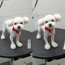 해피퍼피 미용실 이미지