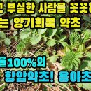 짚신나물(용아초,선학초)--나이들어 허약하고 부실해진 남자의 양기를 드높히고, 탁월한 항암작용, 심장을 튼튼히해 강한 체력을 만들어주는 이미지