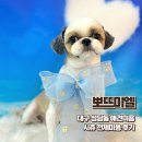 뽀드미엘 | 스트레스 없는 미용을 지향하는 대구애견미용 뽀뜨미엘 시츄 전체미용 후기