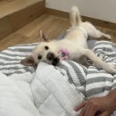 펄베이풀빌라 이미지