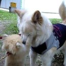 하룻강아지 이미지