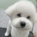 펫마켓 서구점 이미지