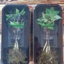 백호합기도 이미지