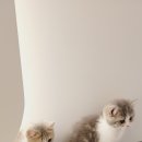 광주 건강한 수입 고양이 전문 분양 본촌동 나비야cat 분양 후기
