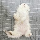 소풍동물병원 | # 반려 동물 _ 노령묘 고양이 미스고 뇌 질환 보행장애 경련 발작 동물 병원 처방약 복용 후기 일지 기록