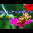 버터플라이(Butterfly) 이미지