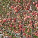 은영가족농장 이미지