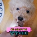 일야미 | 강아지 애견 수제 간식 추천! 댕댕야미 한우뽈살칩 후기