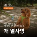 대경동물병원(출장진료전문동물병원) | [뉴스레터] 여름철 개 열사병, 원인부터 응급 대처법까지 (246호)