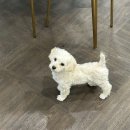 강아지 미용 이미지