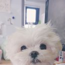 쌈지한복 이미지