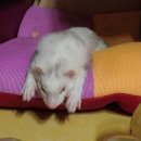 가브리엘의 다락방 이미지