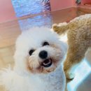 쏭쏭애견유치원 이미지