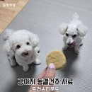 라인푸드 | 강아지 동결건조 사료 트러스티푸드 치킨패티 어덜트 급여 후기