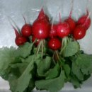 래디쉬 (Radish) 이미지