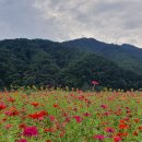 검단농협 주부산악회 9월 산행 강릉 영진해변 트레킹 평창 백일홍 축제 이미지