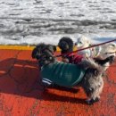 GPS 애견학교 이미지