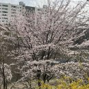 화전점 현대자동차 | 양재천 벚꽃축제 | 양재아트살롱, 아이와 함께 후기