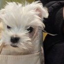 김포 동물병원 치료해주오 이미지