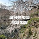 지에스25도남수선화점 | 화담숲 벚꽃 개화시기 실시간 수선화 축제 2026년 꿀팁