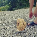 꽃무지풀무지유치원 | 가평캠핑장- [꽃무지풀무지캠핑장] 2015.08.01~03