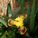 아이리스 - Heirloom Iris 'Honorable' 이미지
