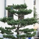 Pinus koraiensis_잣나무 이미지