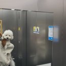 코기절미 이미지