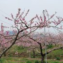 ＜복숭아꽃＞정지상과 김부식이 떠나고 나서 복숭아꽃들에 다가가 귓속말로 누구 말이 맞느냐고 물어보니 이미지