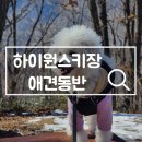 조이댕댕 | 하이원스키장 애견동반 후기 내부시설 강아지 산책 트레킹