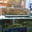 일송대게 이미지