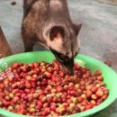 유의조농장 이미지