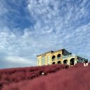 새빌 | 제주시 카페 핑크뮬리 뷰 맛집, 새빌 카페 후기