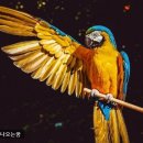 큰새 이미지