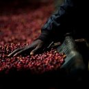 예가체프 이미지