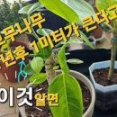 뱅갈고무나무 키우기 분갈이 꽃말 가지치기 삽목 물주기 벵갈 이미지
