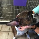 쓰담쓰담 동물병원 이미지