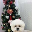 몽실묭실 이미지