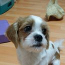 퍼니퍼피 이미지