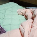 그린키즈어린이집 | 어린이집낮잠이불세트 네이처도도 100% 순면 키즈이불