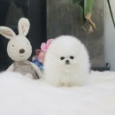 멍멍이샵 이미지