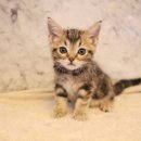 도그마루 강아지 고양이 분양 여주·원주점 이미지