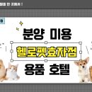 헬로펫 효자점 이미지