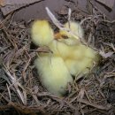 미운오리농장 이미지