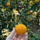 내사랑농원(흑돼지) | 다 같이 돌자, 제주 한 바퀴~~~🍊