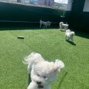 제물포애견 이미지