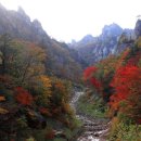 감자 바우 이미지