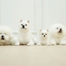 도담도담PET 일간스포츠