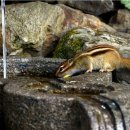 깊은산속 옹달샘 이미지